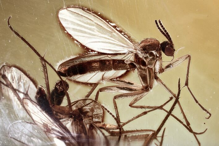 Detailed Fossil Fungus Gnat (Mycetophilidae) In Baltic Amber #372584